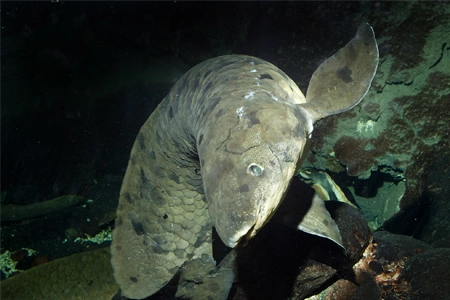Granddad the lung fish
